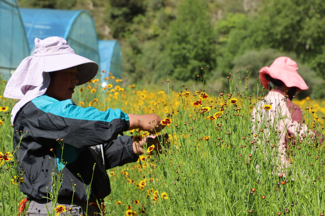 支持?jǐn)U大雪菊種植300畝、藜麥200畝，助力當(dāng)?shù)厝罕娫鍪? class=